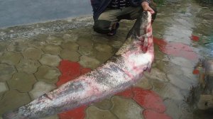 Как Мы Ловили Сома В Дагестане Рыбалка в Дагестане