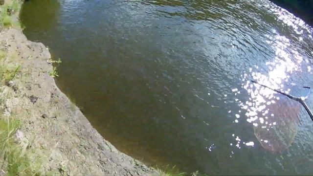 Крупный Голавль на горох, Ловля головля и плотвы на поплавок на реке Ик. смотреть онлайн