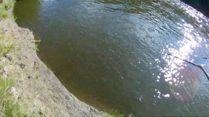 Крупный Голавль на горох, Ловля головля и плотвы на поплавок на реке Ик.