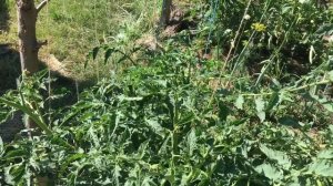 Как правильно натянуть затеняющую сетку.