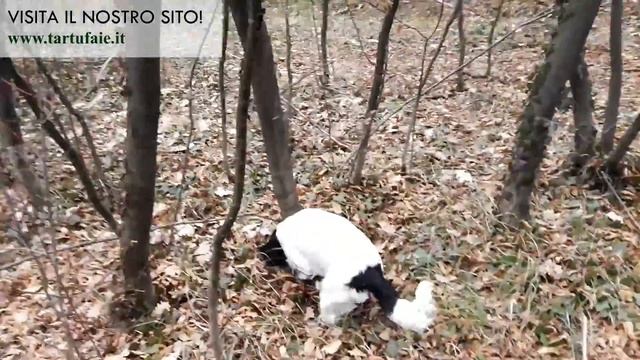 www.tartufaie.it - Raccolta tartufo in tartufaia naturale di bianchetto (Tuber borchii) con Mira смотреть онлайн