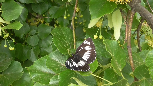 Бабочка на липе