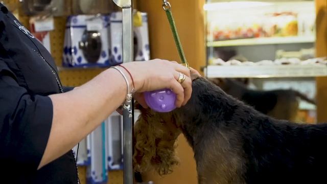 Уход за жесткой шерстью собак. Груминг смотреть онлайн