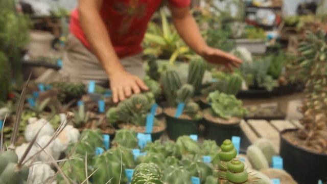 East Austin Succulents Propagation Greenhouse Tour смотреть онлайн