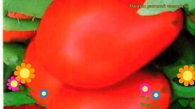 Томат обыкновенный Дюшес. Краткий обзор, описание характеристик, где купить семена смотреть онлайн