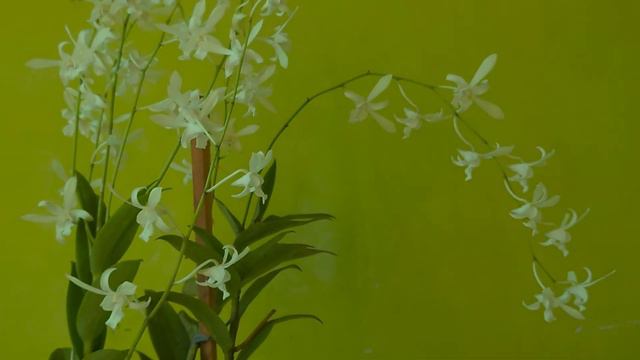 Dendrobium Caesar White var Yellow Lips смотреть онлайн