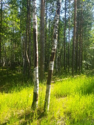 террария просто террария 1ч