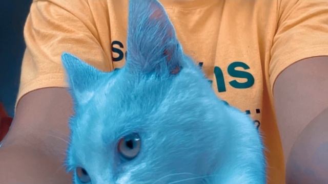 ИСТОРИЯ КОТА / CAT STORY / Белый кот, что с ним стало когда его выбросили смотреть онлайн