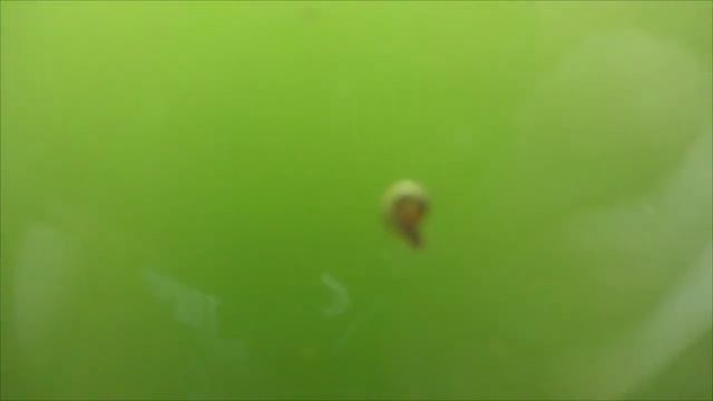 Малек вылупился) Запуск еще одной банки с нематодой, аулофорусом. Запускаем меланий к мальку смотреть онлайн