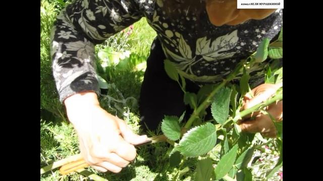 РОЗЫ  БЕСПЛАТНО.  Прививка РОЗ на ШИПОВНИК на штамб. Как подготовить побег ШИПОВНИКА для прививки.