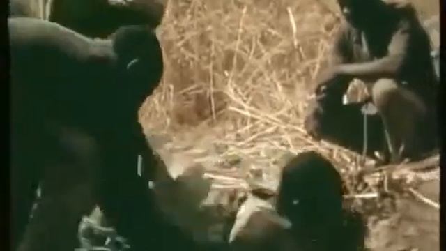 Шок!! Жесть!! Как поймать питона с помощью живого человека. смотреть онлайн