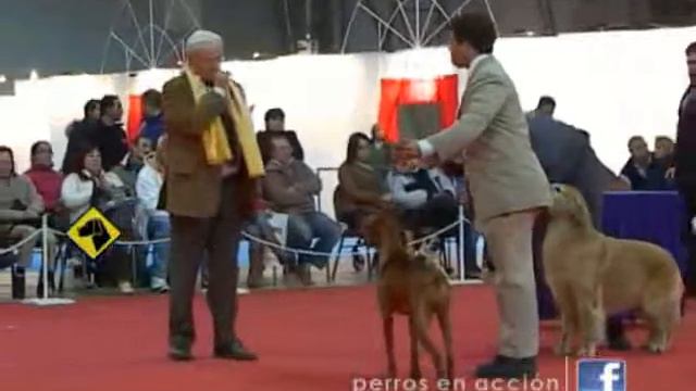 "Perros en acción" Programa Nº 173 Bloque 4 смотреть онлайн