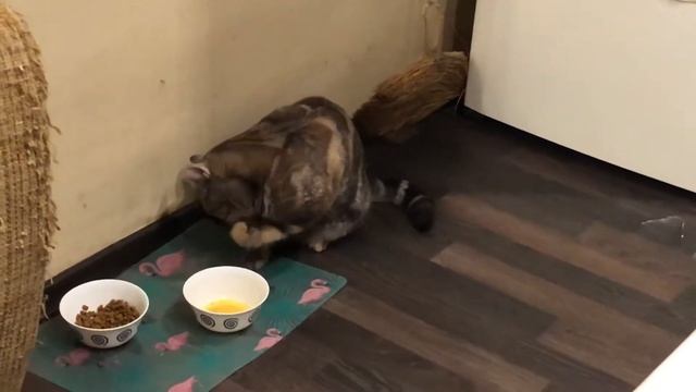 Кошка аккуратно ест гороховый суп