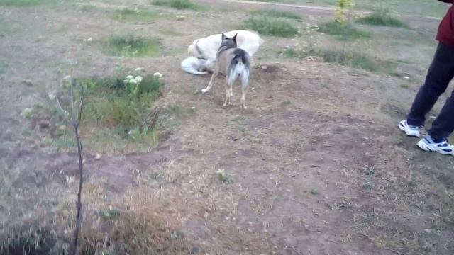 Французские бульдоги, английский бульдог, лабрадор и остальные. Серия 99. смотреть онлайн