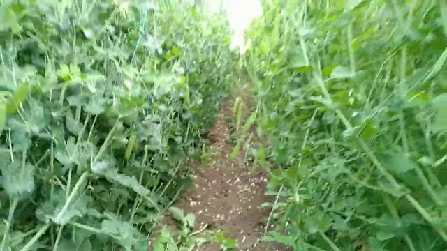 Гороховые джунгли, сбор гороха. смотреть онлайн