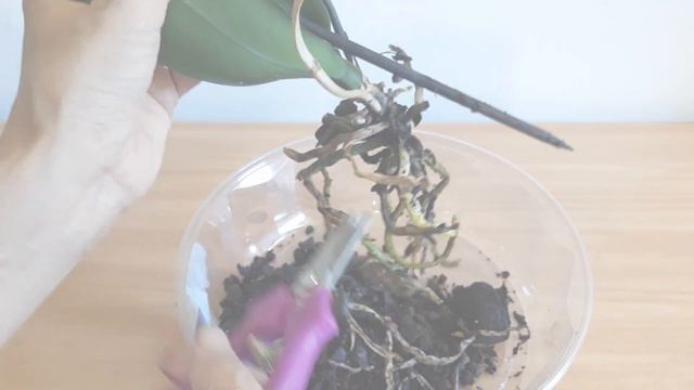 How to SAVE Orchid in water :: My ORCHID is Dying :: Phalaenopsis Orchid recovering смотреть онлайн