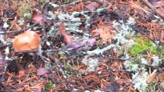 Сбор белых грибов смотреть онлайн