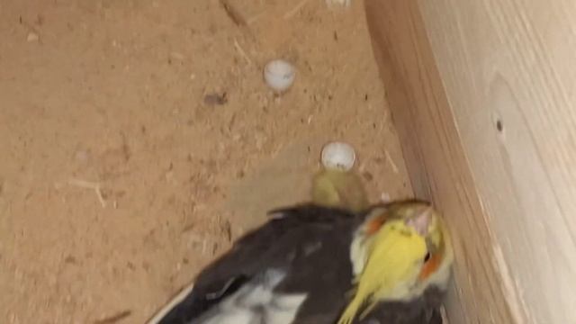 Разведение корелл. Кладка яиц у кореллы. Корелла сидит на яйцах.Вылупились птенцы смотреть онлайн