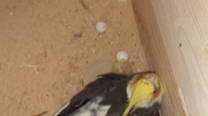 Разведение корелл. Кладка яиц у кореллы. Корелла сидит на яйцах.Вылупились птенцы