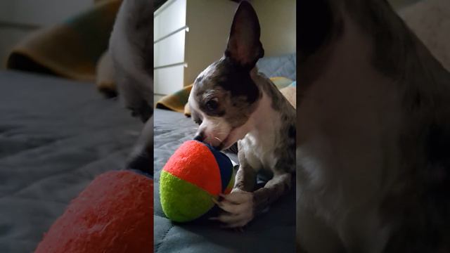 Любимый чихуа / My chihuahua смотреть онлайн