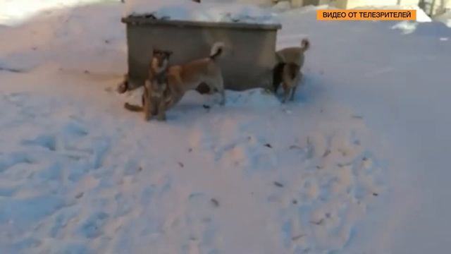 Приют для бездомных собак планируют построить в Сусумане смотреть онлайн