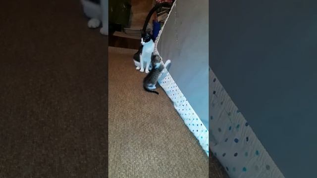 Mama Cat smacks Kitten and Walks Off смотреть онлайн