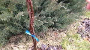 Гортензия на штамбе-косичке станет звездой вашего сада! Как сплести штамб-косичку — от А до Я