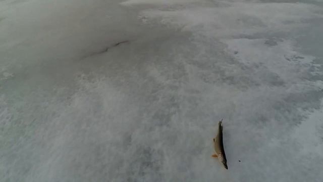 Ловля щуки зимой (щука на жерлицы) смотреть онлайн