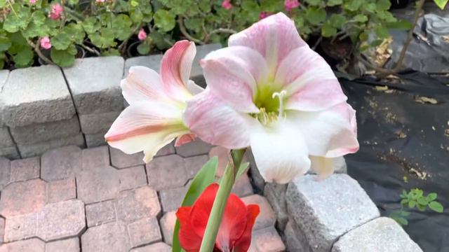 Red Lion and Apple Blossom Amaryllis смотреть онлайн