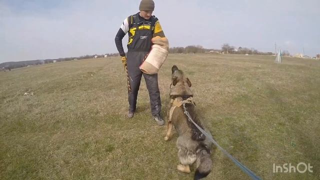 Рабочая немецкая овчарка зонарного окраса и дети/Нянька для ребенка, преданный друг и охранник! смотреть онлайн