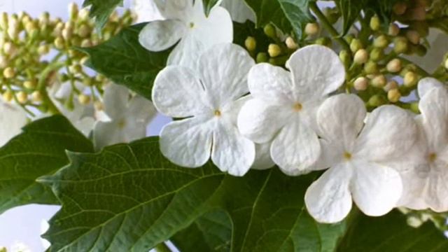 Валентина Леушина "Калини цвіт" смотреть онлайн