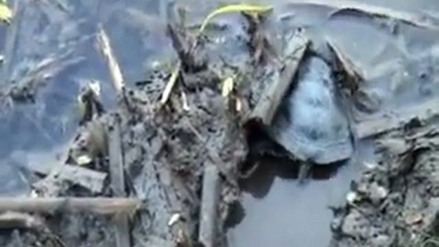 Выпуск болотных черепах на волю на Украине 2011 года