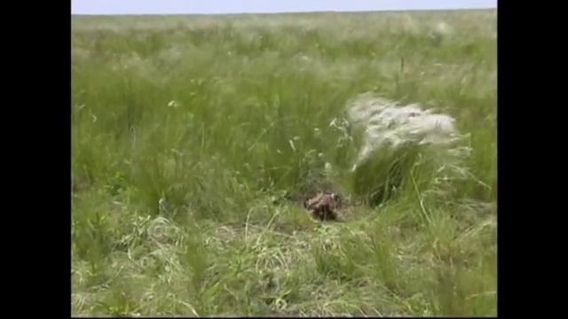 Растения биосферного заповедника "Хомутовская степь - Меотида" смотреть онлайн