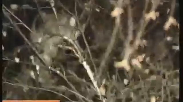 Спасение кота Барсика в Нижнем Новгороде смотреть онлайн