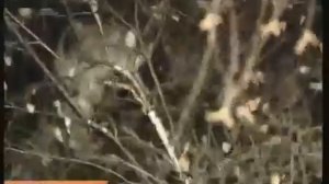 Спасение кота Барсика в Нижнем Новгороде