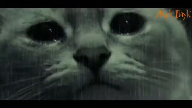 Самый при самый грустный и длинный стих до слёз про кота смотреть онлайн