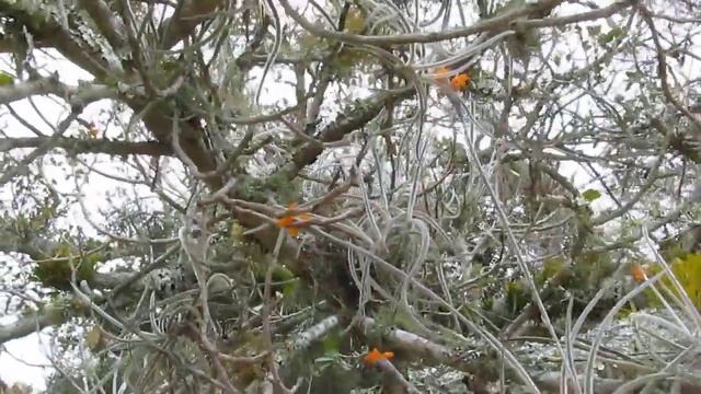Cravo do mato (Tillandsia crocata) смотреть онлайн