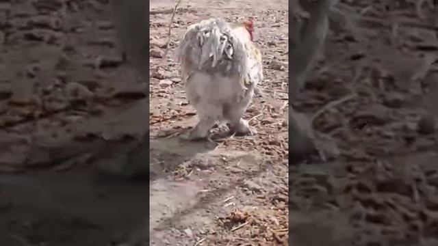 Brama Isabella blue fluff Брама Изабелла белый пух #куры #товук #chicken #tovuqlar #brama #brahma смотреть онлайн