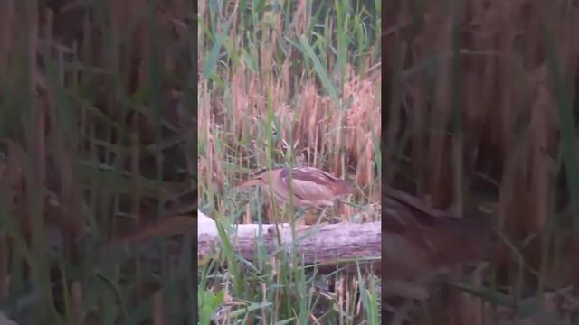 Рыбалка в Краснодаре. Цапля и Подлещик на пенопласт Карасун Краснодар рыбалка на Кубани смотреть онлайн