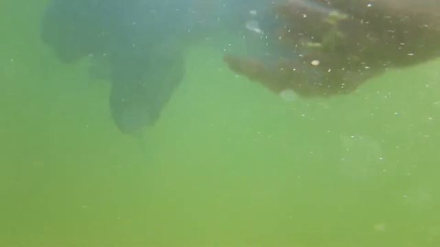 Медузы под водой смотреть онлайн