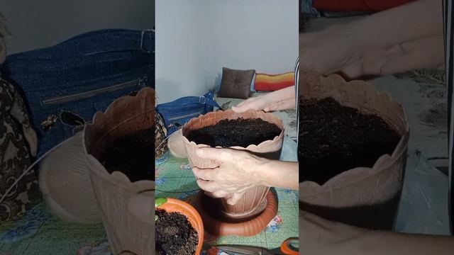 Момордика, киви, кукуруза. Кто победит?