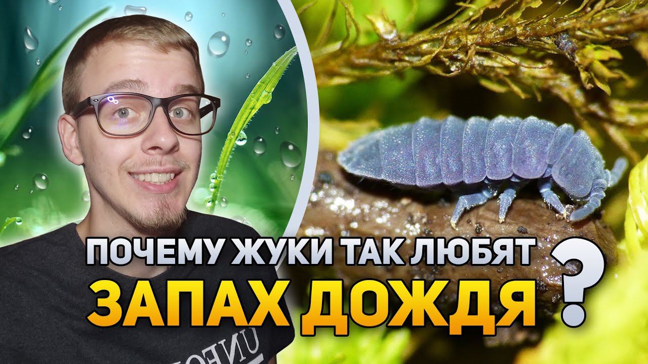 Почему насекомые любят запах дождя? | DeeaFilm смотреть онлайн