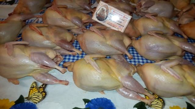 Реализуем масо - тушки перепелов. Альбинос техасский стандарт самый крупный из мясных пород смотреть онлайн