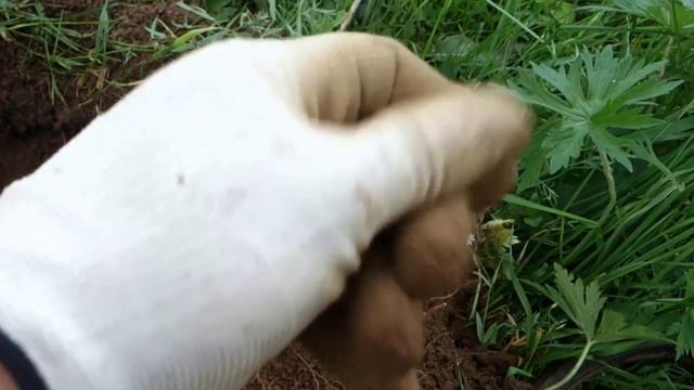 Закон Пляжа где одна там и другая! смотреть онлайн