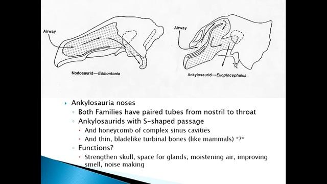 307 Thyreophora Ankylosaurs & Stegosaurs NARRATED смотреть онлайн