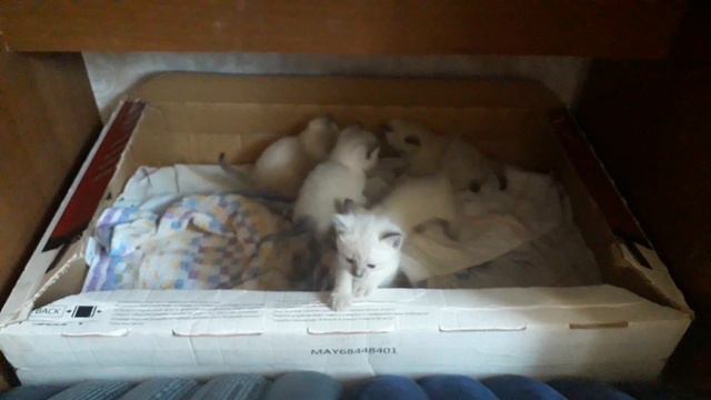 котята тайские 3 мальчика 1 девочка смотреть онлайн