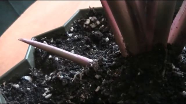 Мой первый ОБМЕН РАСТЕНИЯМИ через почту!Растения хотелки:Калатея Зебрина,Строманта,пеперомия+подаро смотреть онлайн