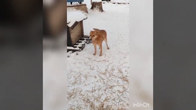 История нашего приюта, будни и праздники нашего дома для собак " Лучший друг"?❤️? смотреть онлайн