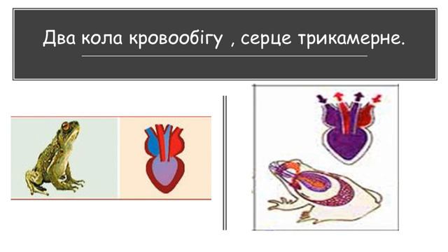Практична робота № 4 Порівняння будови кровоносної системи хребетних тварин смотреть онлайн