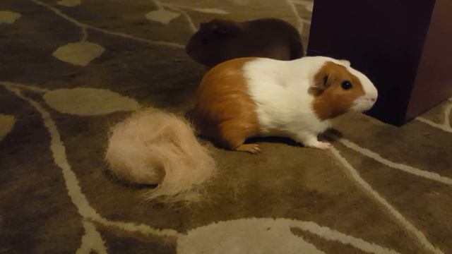 Guinea Pig Excessive Shedding | Piles of Hair смотреть онлайн